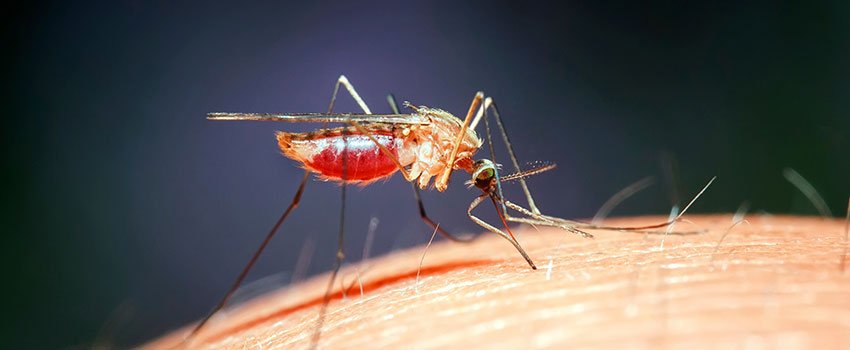 How Do I Properly Care for Minor Bug Bites?