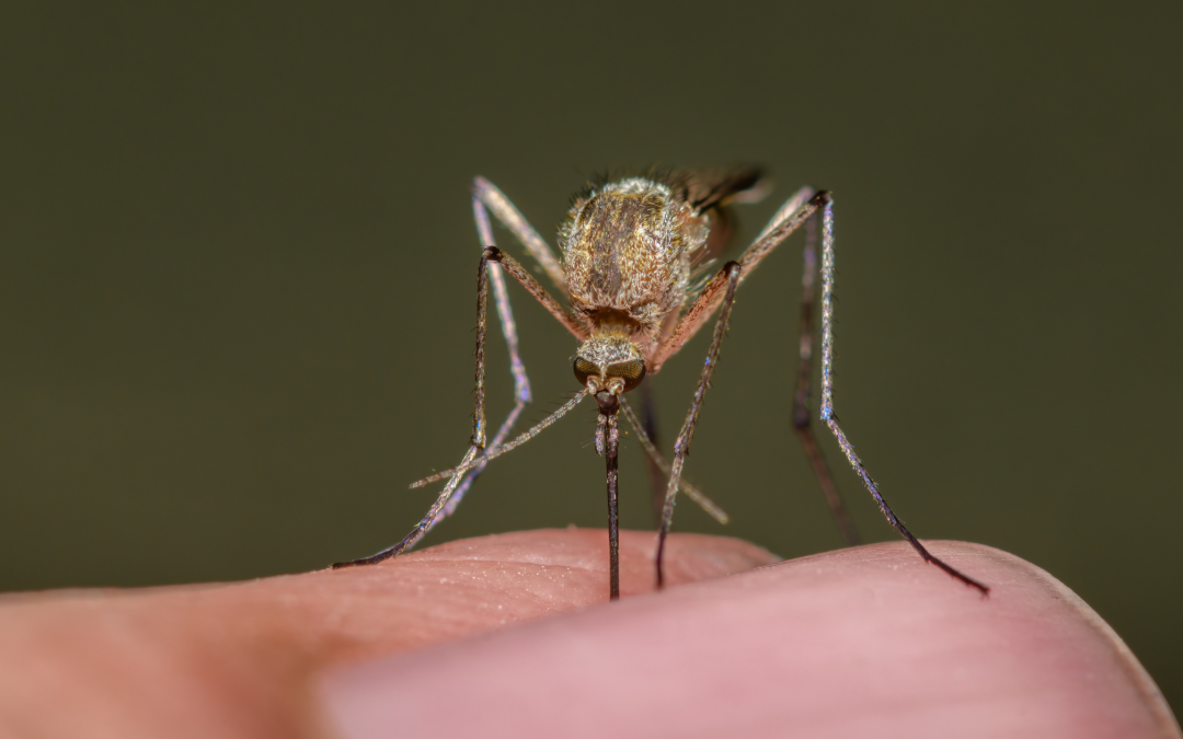 What Are The Most Common Bites and Stings in the Southeast?