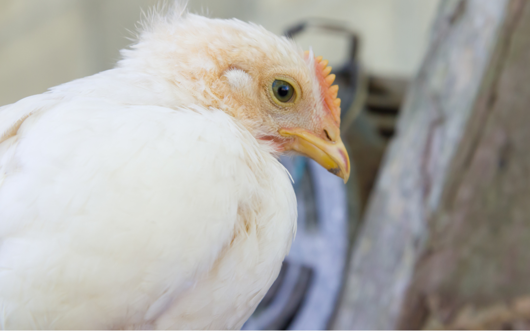 Should I Be Concerned About Bird Flu?