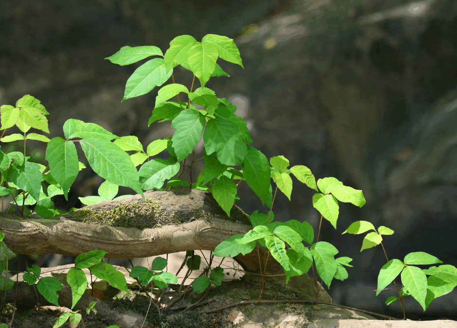 How to Tell If Poison Ivy Needs Medical Attention