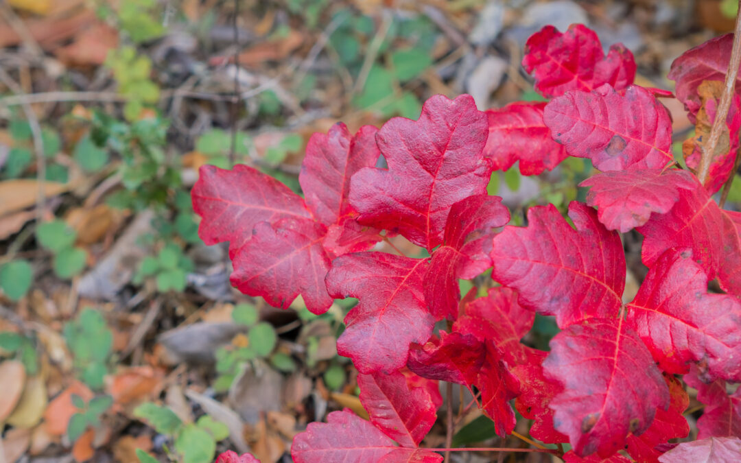 Rash After Hiking? Know the Difference Between Poison Oak, Ivy, and Sumac
