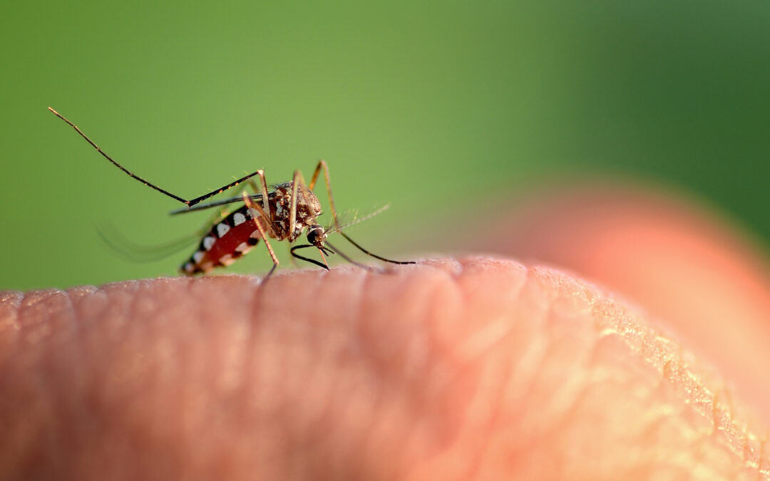 mosquito bite on hand